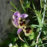 Prázdninový dům Olive&sea Villa-olive Mattinata