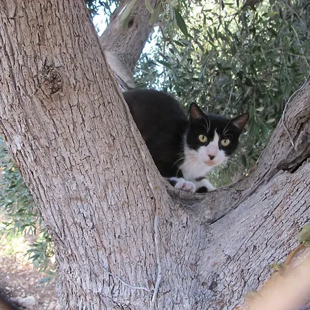 Olive&sea Villa-olive 度假居