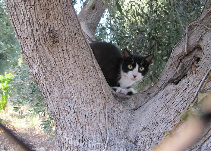 Olive&sea Villa-olive בית נופש